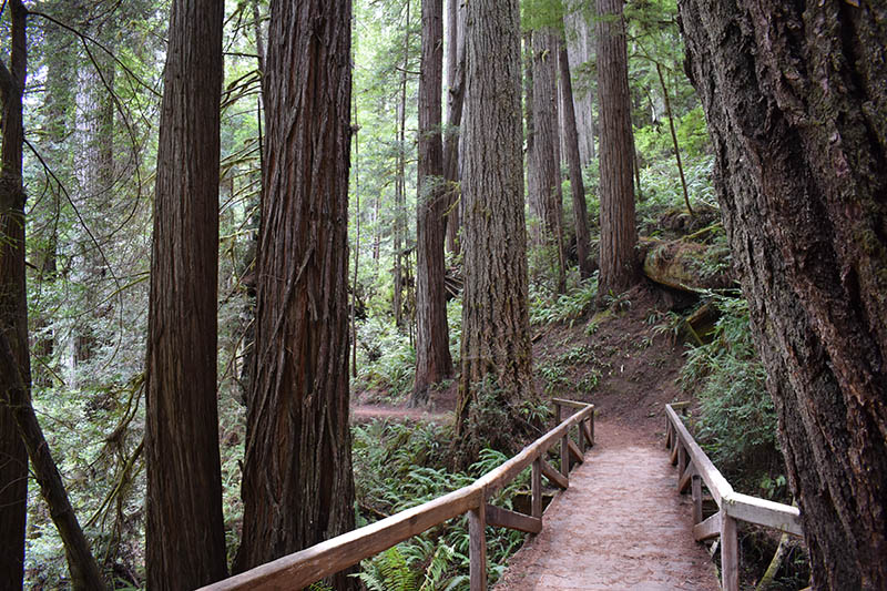 trail
