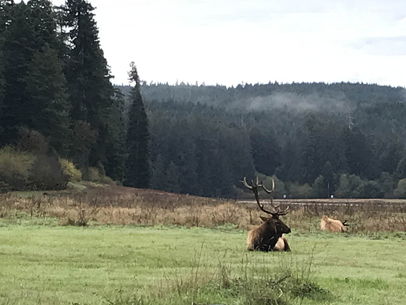 Roosevelt elk
