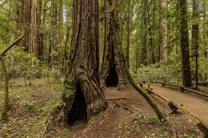 Armstrong Redwoods SNR