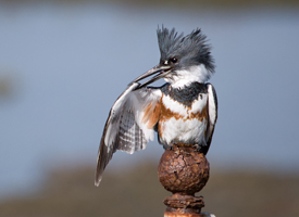 Image of bird