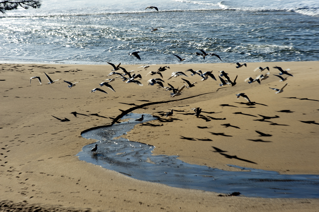 Gray Whale Cove SB