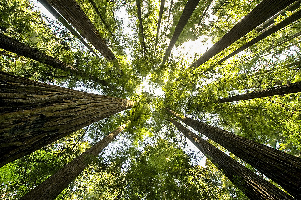 Henry Cowell Redwoods SP