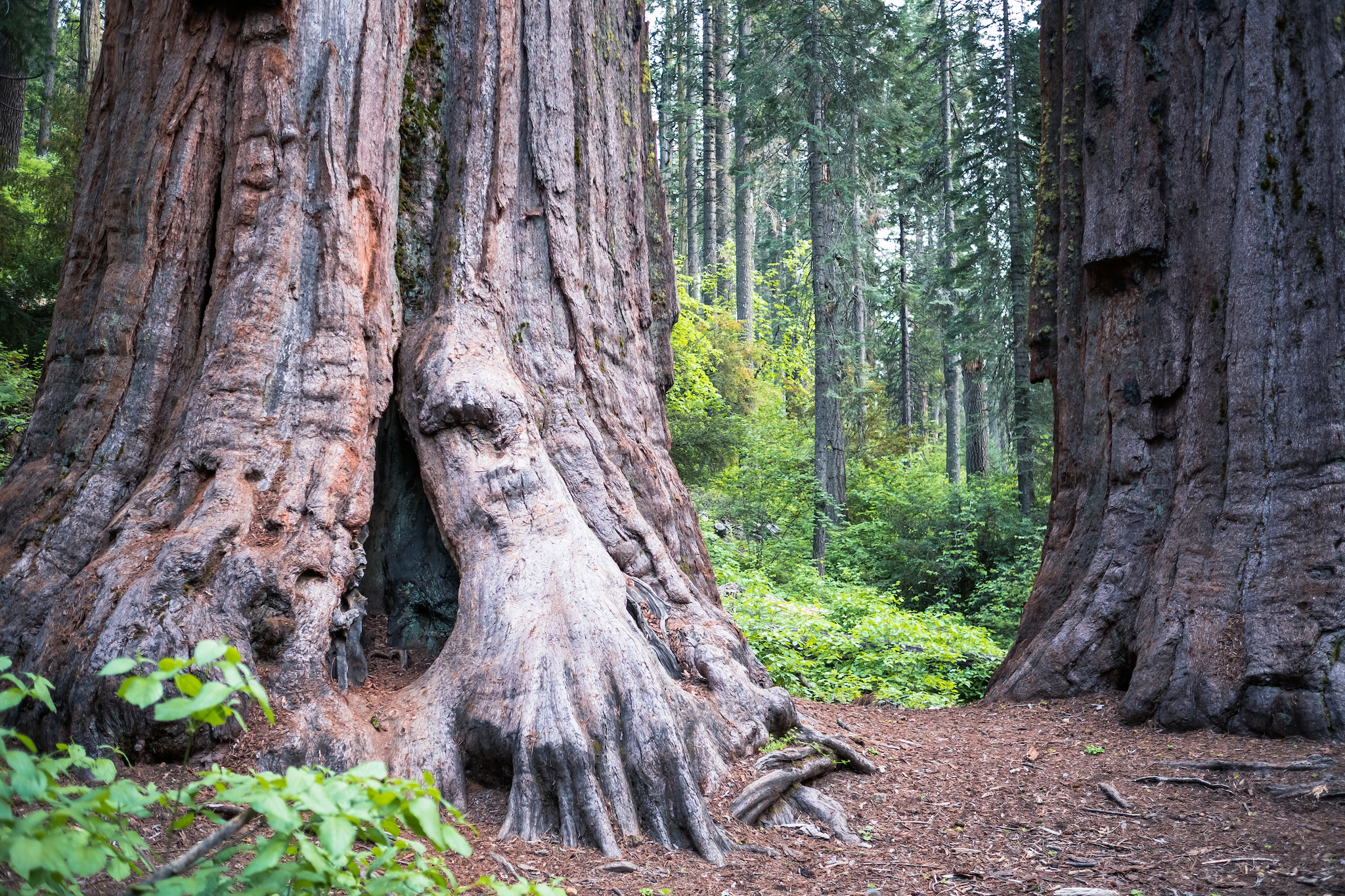 Calaveras Big Trees SP