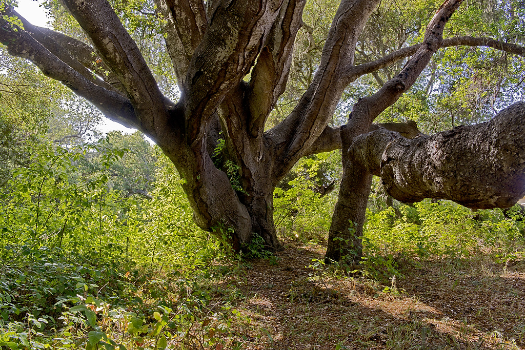 Los Osos Oaks SNR