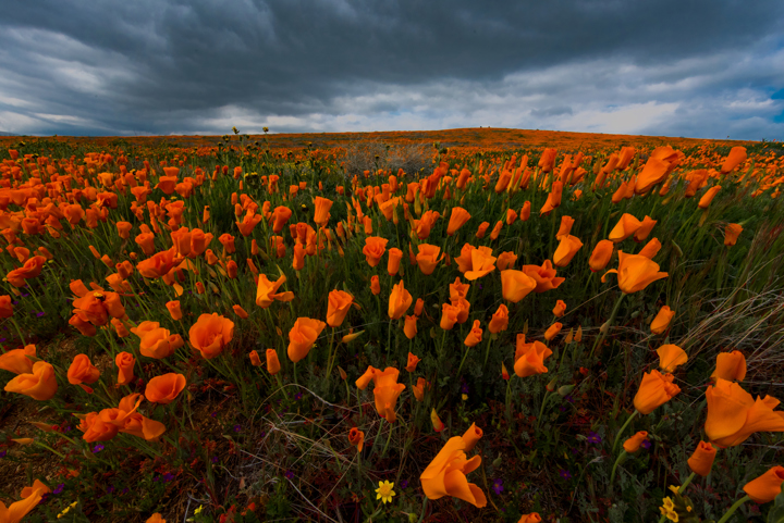 Antelope Valley California Poppy Reserve SNR